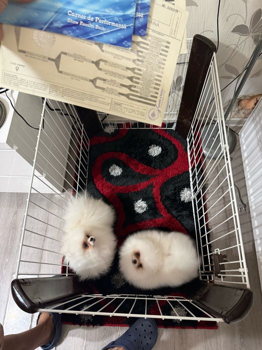 Pomeranian Documente Pedigree Fci Tip A (  schema vaccinare completa)