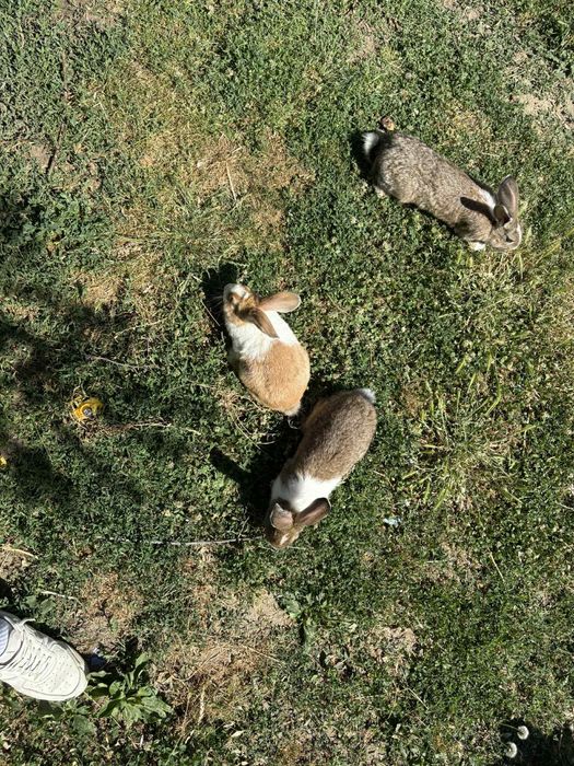 Vând iepuri belgieni