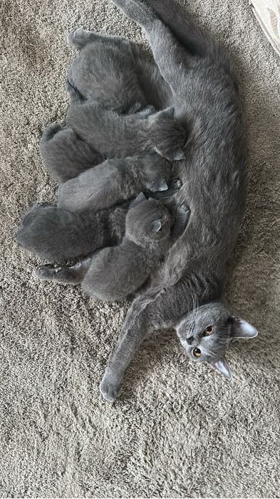 British Shorthair de vânzare – 5 ghemotoace de fericire caută personal!
