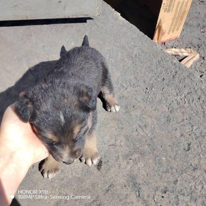 отдам щенят в добрые руки