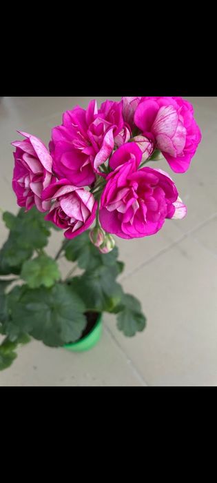 Сортовые коллекционные пеларгонии