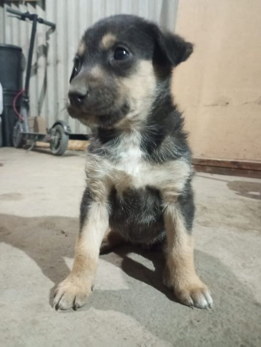 Отдам даром щенки