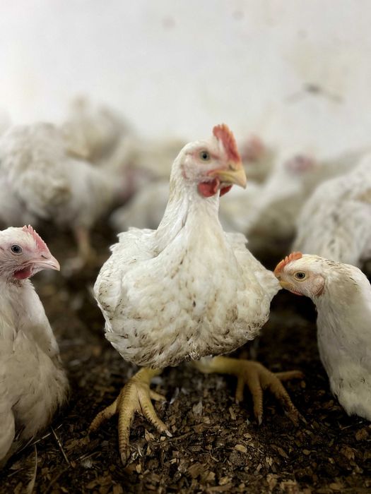 Бройлер живой вес оптом