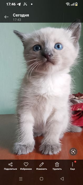 Котята за 2000 тенге