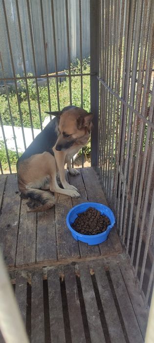 Овчарки выбор очень большой в отлове