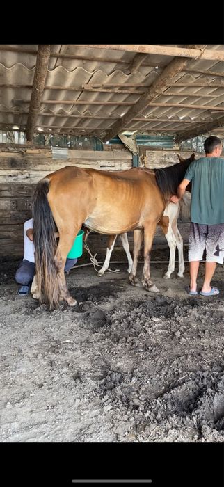 Кымыз жанаарка кымызы