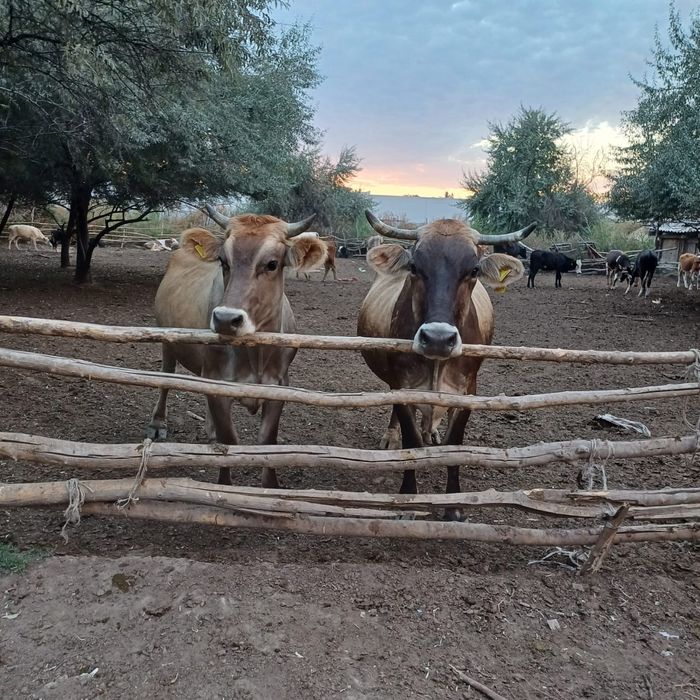 Срочно Продаю Каровы
