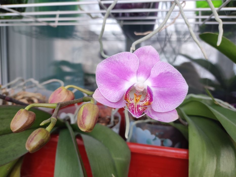 Продам орхидею к 8 марта