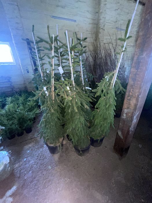 Ель коника, Ель инверса