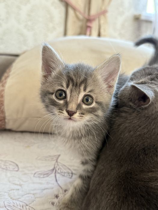 котенки 2мальчика 1девочка