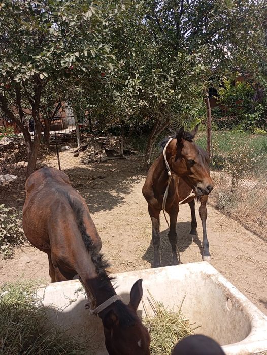 Тайлар сатылады.