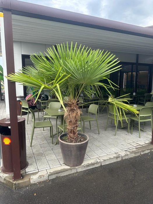 Maslini, palmieri, yucca, cedrii pletosi, plangatori etc