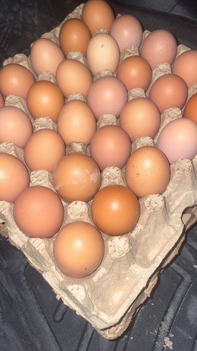 Домашние яйцо отлично качества