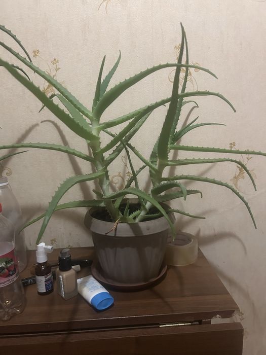 Алое цветы в хорошем состоянии