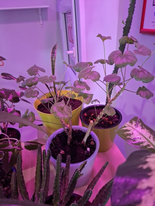 Продам цветы в офис ухоженные