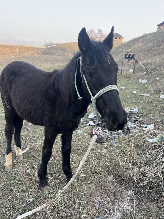 Вечерние  платья