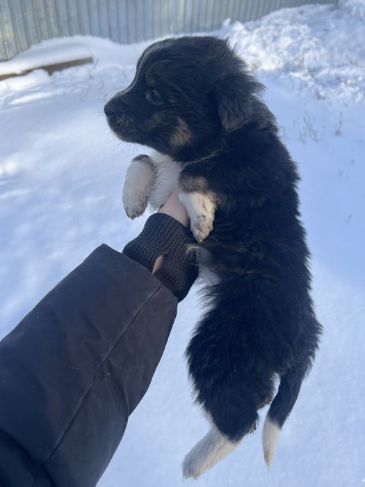 Щенки в добрые руки