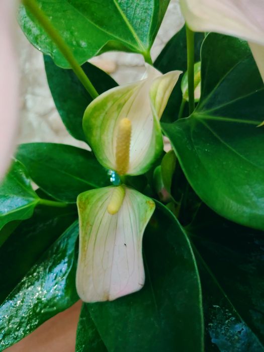 Anthurium andraeanum
мужское счастье