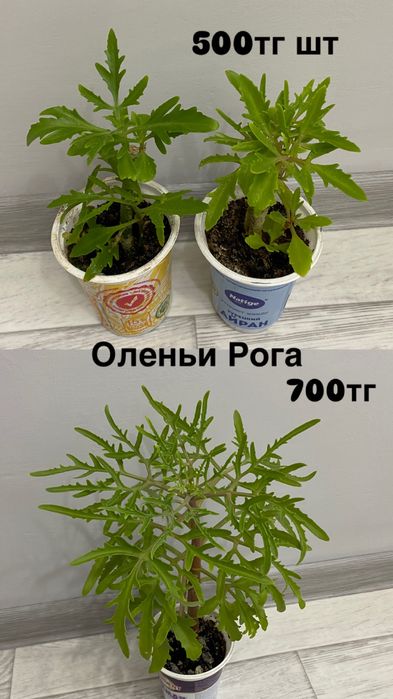 Оленьи Рога 500тг