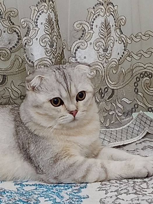 Oʻgʻil bola mushugimizga VIYAZKA  uchun Qiz bola mushu kere toza