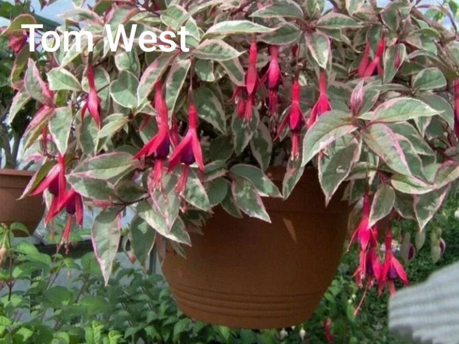 Продам саженци фуксий