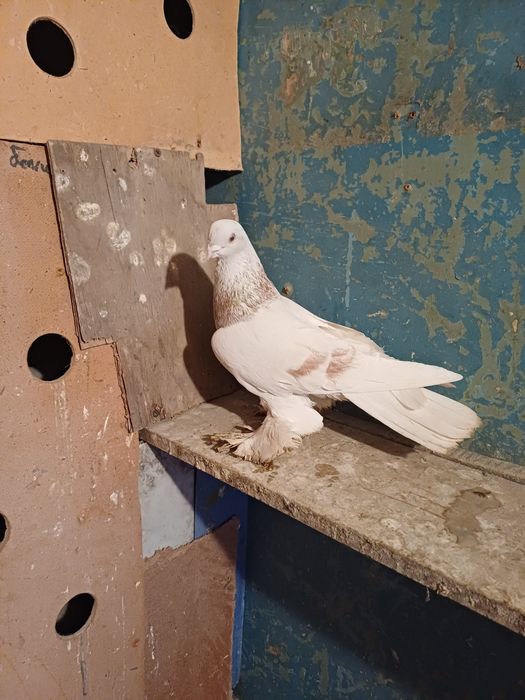 Голуби бакинские