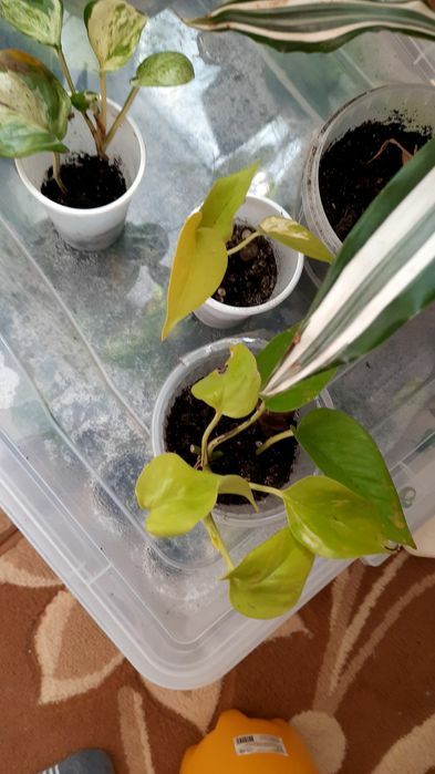 Комнатные цветы разные