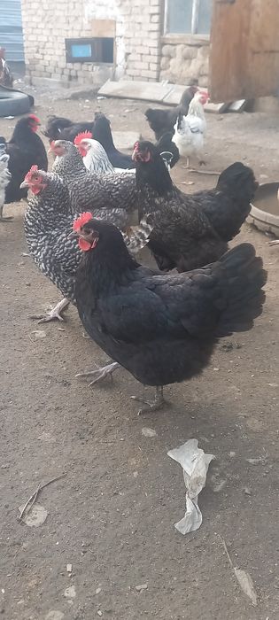 Продам инкубационное яйцо