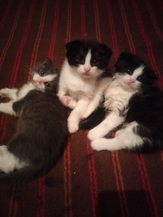 Котята вислоухие