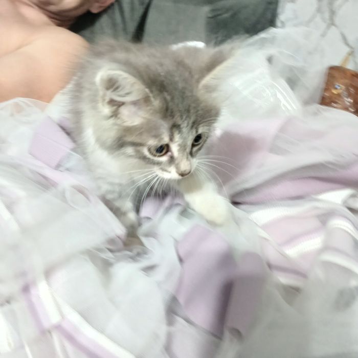 Отдам в добрые  руки девочку шотланку