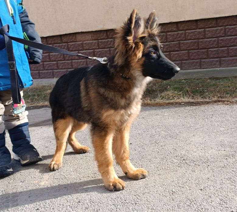 Немецкая овчарка. Элитный щенок. КНОРК СКК-FCI енок.