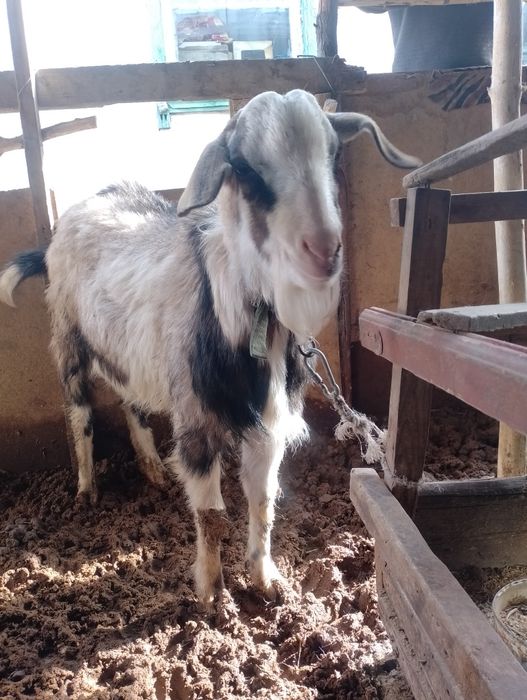 Теке сатылады, асыл тұқымды