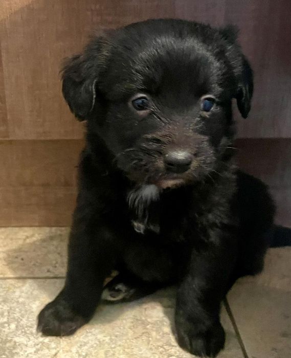 Donez cățeluși metis de Labrador cu Bichon havanez