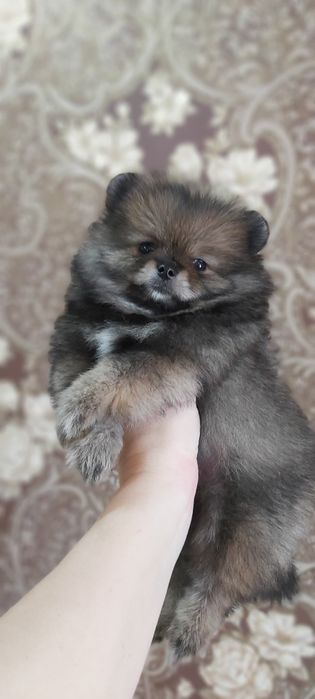 Шпиц мальчик рыжий соболь