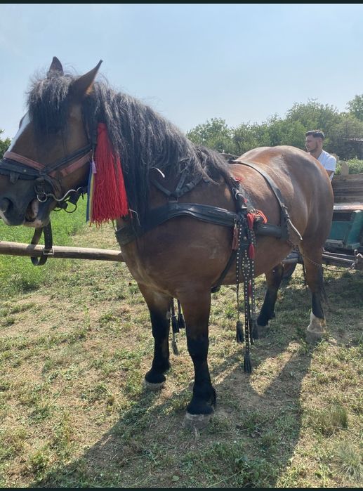 Vând iapa de 5 anii, prețul este negociabil