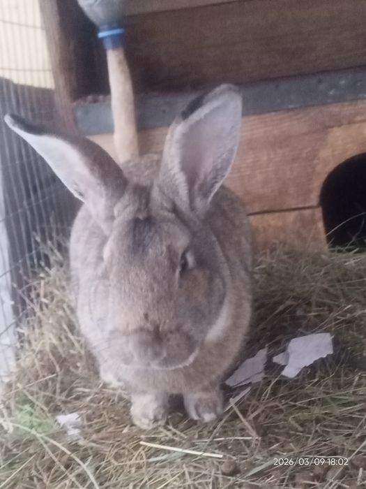 Қоян заяц кролик