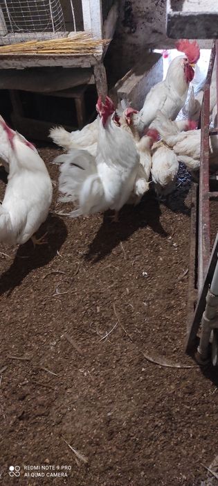 Продам курей несушек