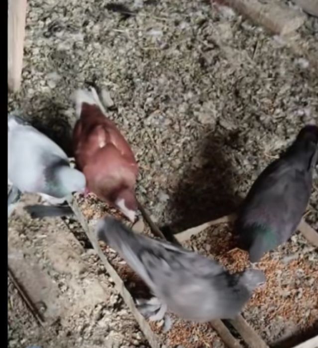 Продажа голубей разной масти