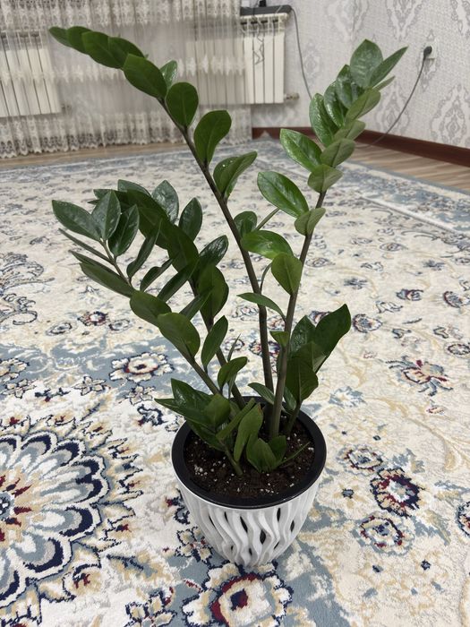 Продаю цветы 5штук