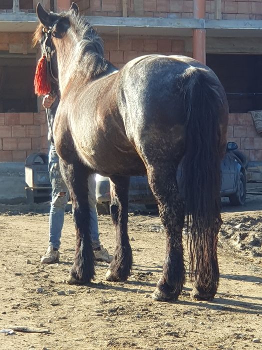 Vand o iapa de 6 ani garantata