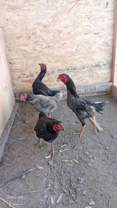 Продам  ко шамо.