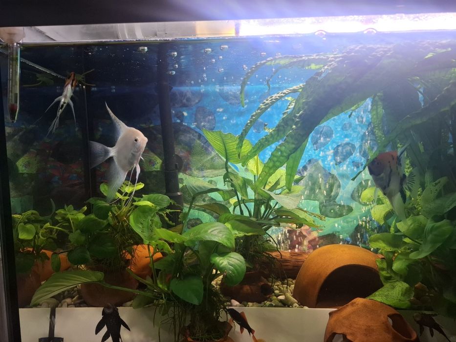 Продавам два  Аквариума