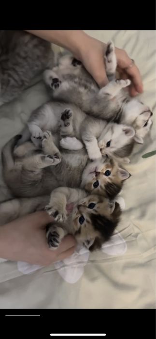 котята шиншилы