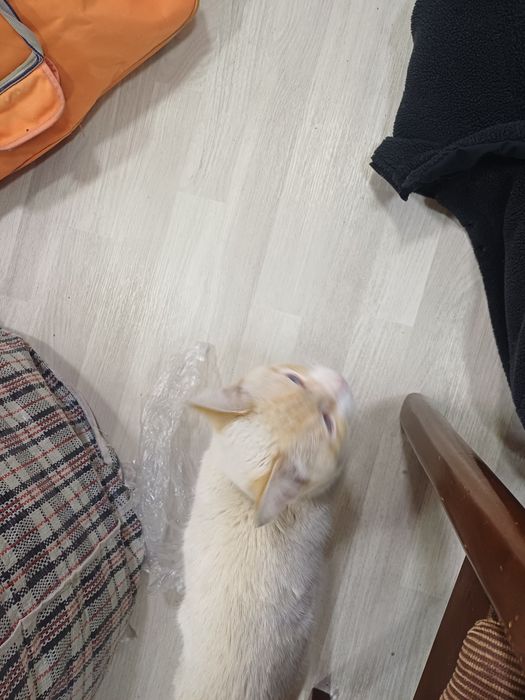 Отдам котёнка в добрые руки