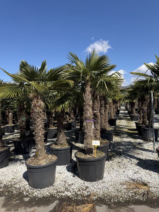 Palmier Trachycarpus 120–300 cm, rezistent la frig, poze reale