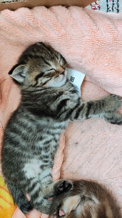 Котенок маленькая девачка