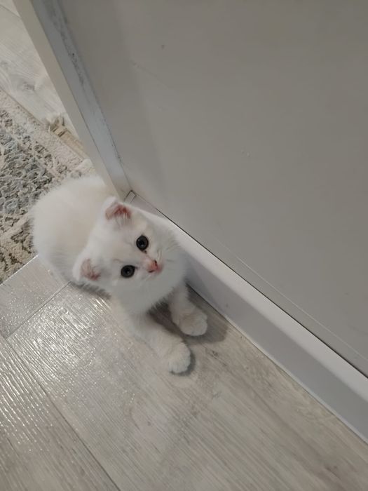 Котенок белый вислоухий