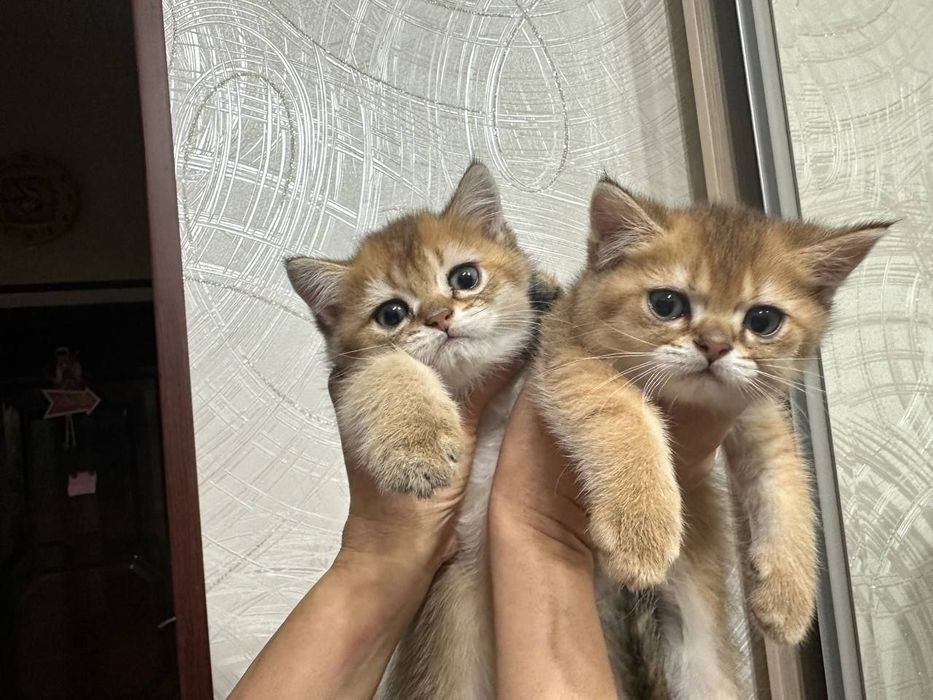 Продам чистокровных золотых шиншилл