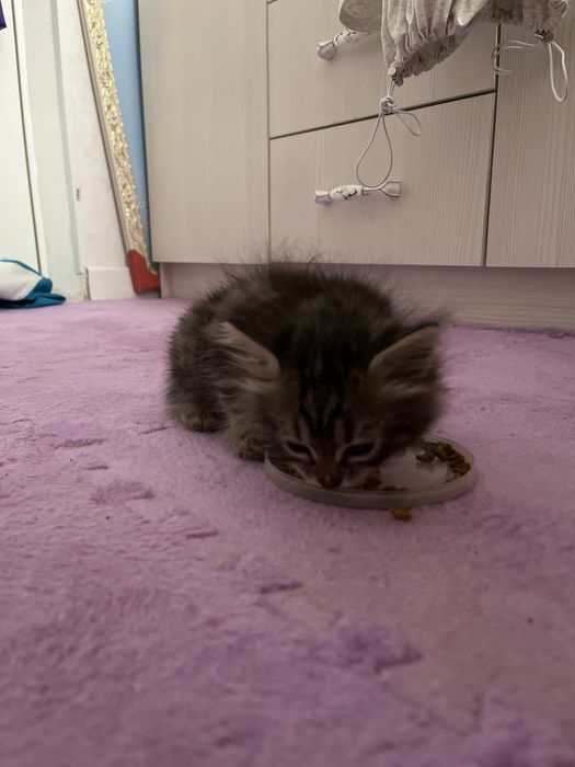котенок 1 месяца