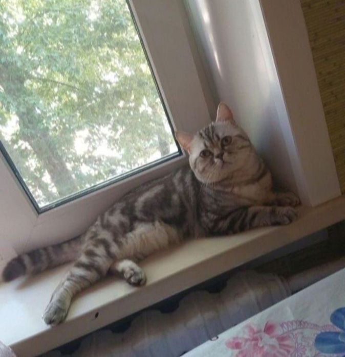 Вязка опытного кота